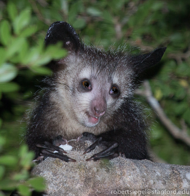 aye-aye